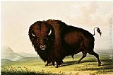 George Catlin Canvas Paintings - A Bison, circa 1832